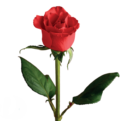 User-added image